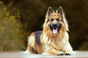 A selective focus shot of an adorable german shepherd outdoors during daylight