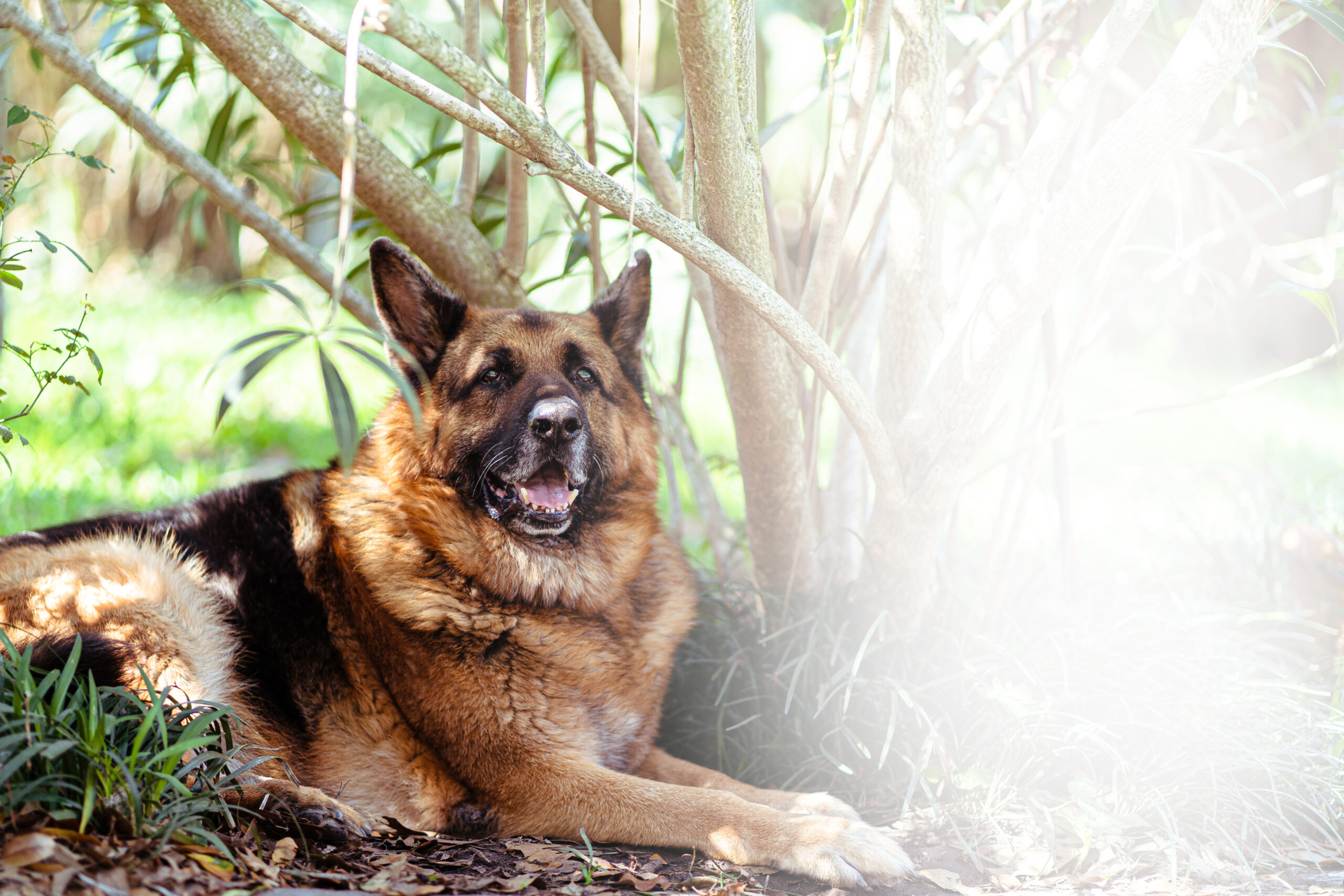 old-german-shepherd-laying-tree-garden-sunny-day-1-scaled