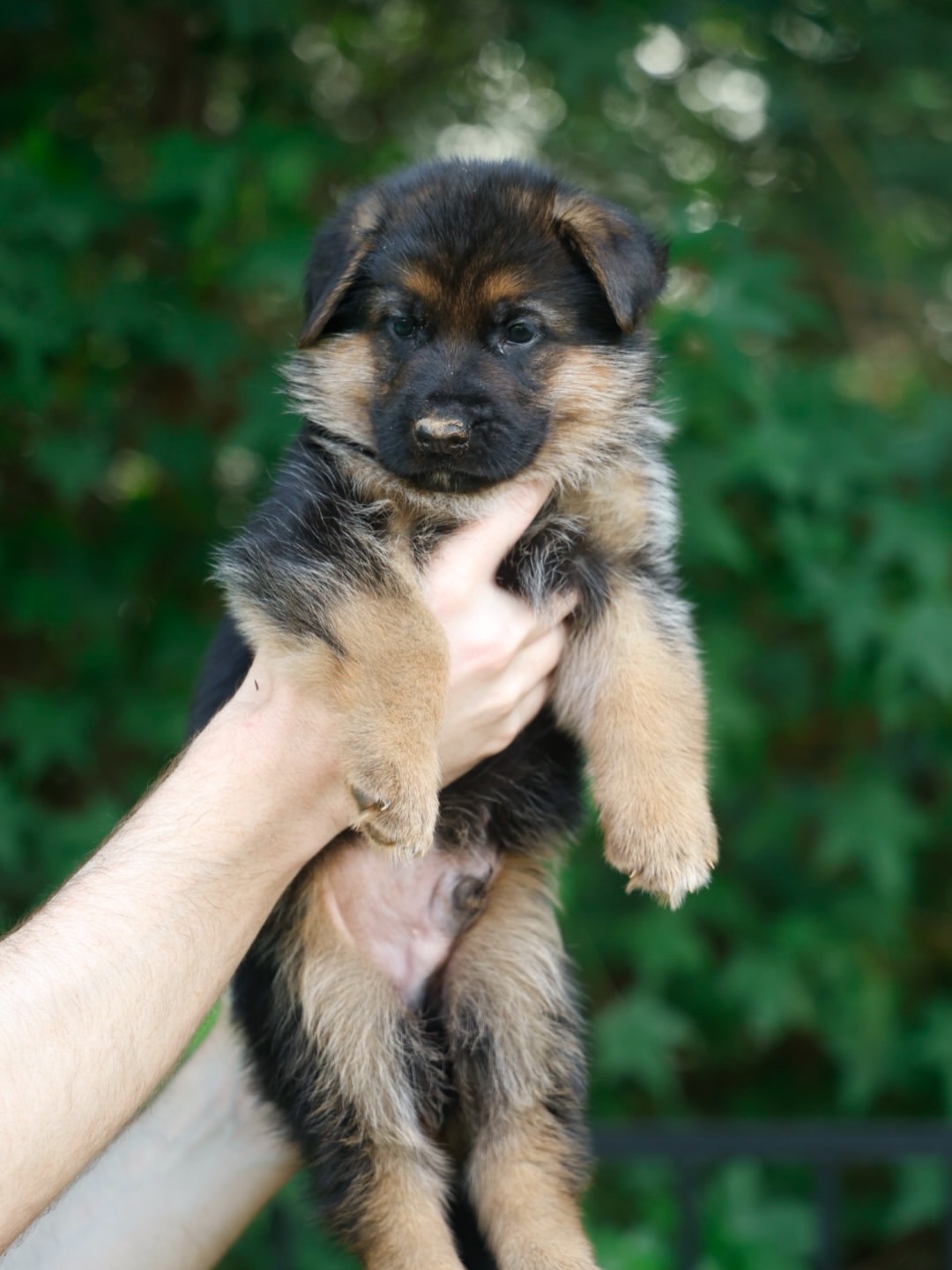 Esker Milestone - 5 weeks oldUrso v.d. Zenteiche x Shakira di Casa CaputiLitter EEsker loves to (2)