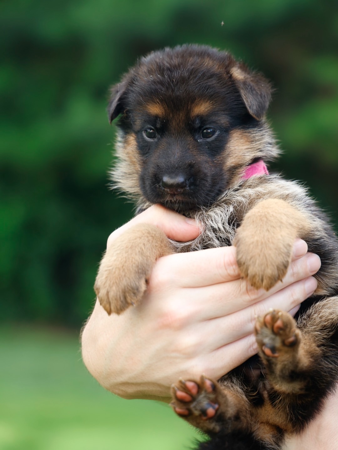 Fern — Female Stock Coat, 4 weeks oldSchiwago v. Bad-Boll x Elyf Haus Segoviaborn July 11, 2026F (3)