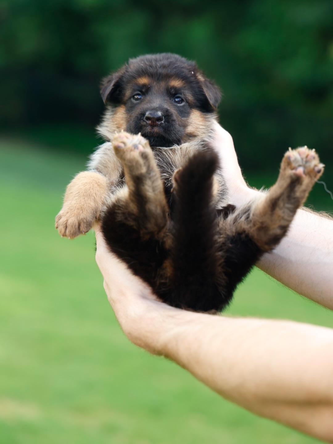 Fern — Female Stock Coat, 4 weeks oldSchiwago v. Bad-Boll x Elyf Haus Segoviaborn July 11, 2026F (4)