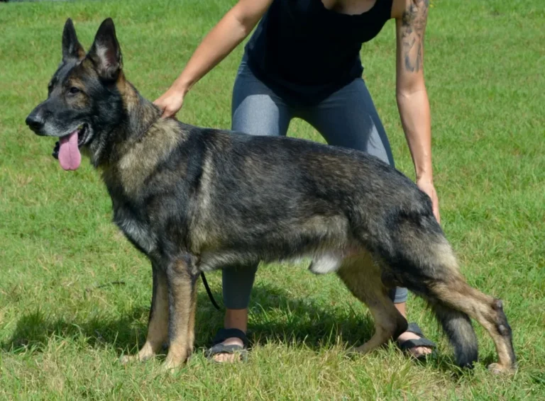 Kaiser-1200-768x566